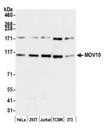 MOV10 Antibody in Western Blot (WB)