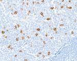 CD57 Antibody in Immunohistochemistry (Paraffin) (IHC (P))