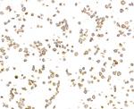 HLA-DR/DP/DQ Antibody in Immunocytochemistry (ICC/IF)