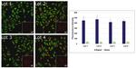 Rabbit IgG (Heavy chain) Secondary Antibody in Immunocytochemistry (ICC/IF)