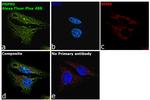 Rabbit IgG (Heavy chain) Secondary Antibody in Immunocytochemistry (ICC/IF)