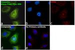 Rabbit IgG (Heavy chain) Secondary Antibody in Immunocytochemistry (ICC/IF)