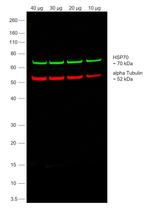 Rabbit IgG (Heavy chain) Secondary Antibody in Western Blot (WB)