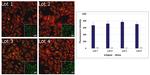 Rabbit IgG (Heavy chain) Secondary Antibody in Immunocytochemistry (ICC/IF)