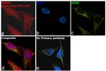 Rabbit IgG (Heavy chain) Secondary Antibody in Immunocytochemistry (ICC/IF)