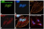 Mouse IgG (H+L) Secondary Antibody in Immunocytochemistry (ICC/IF)