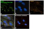 Mouse IgG (H+L) Secondary Antibody in Immunocytochemistry (ICC/IF)