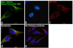 Mouse IgG (H+L) Secondary Antibody in Immunocytochemistry (ICC/IF)