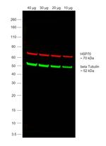 Mouse IgG (H+L) Secondary Antibody in Western Blot (WB)