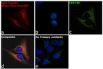 Mouse IgG (H+L) Secondary Antibody in Immunocytochemistry (ICC/IF)