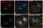 Mouse IgG (H+L) Secondary Antibody in Immunocytochemistry (ICC/IF)