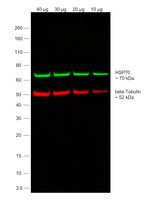 Mouse IgG (H+L) Secondary Antibody in Western Blot (WB)