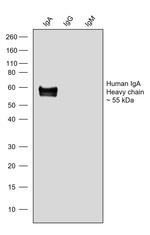 Human IgA (Heavy chain) Secondary Antibody