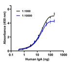 Human IgA (Heavy chain) Secondary Antibody in ELISA (ELISA)