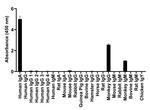 Human IgA (Heavy chain) Secondary Antibody