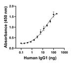 Human IgG1 (Heavy chain) Secondary Antibody in ELISA (ELISA)