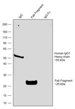 Human IgG1 (Heavy chain) Secondary Antibody in Western Blot (WB)