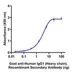 Human IgG1 (Heavy chain) Secondary Antibody in ELISA (ELISA)