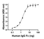 Human IgG Fc Secondary Antibody in ELISA (ELISA)