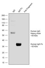 Human IgG Fc Secondary Antibody in Western Blot (WB)