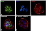 Human IgG Fc Secondary Antibody in Immunocytochemistry (ICC/IF)