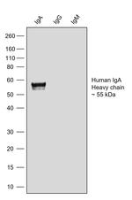 Human IgA (Heavy chain) Secondary Antibody
