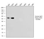 Human IgG1 (Heavy chain) Secondary Antibody