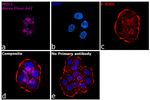 Human IgG1 (Heavy chain) Secondary Antibody in Immunocytochemistry (ICC/IF)