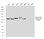 Human IgG Fc Secondary Antibody