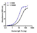 Human IgG Fc Secondary Antibody in ELISA (ELISA)