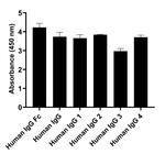 Human IgG Fc Secondary Antibody in ELISA (ELISA)