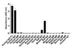 Human IgG Fc Secondary Antibody