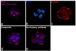 Human IgG Fc Secondary Antibody in Immunocytochemistry (ICC/IF)