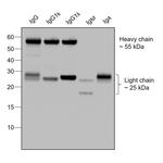 Human IgG (H+L) Secondary Antibody