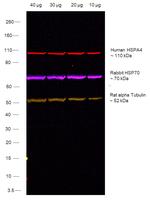 Human IgG (H+L) Secondary Antibody in Western Blot (WB)