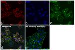 Human IgG (H+L) Secondary Antibody in Immunocytochemistry (ICC/IF)