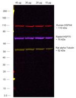 Human IgG (H+L) Secondary Antibody in Western Blot (WB)