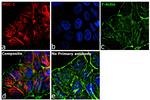 Human IgG (H+L) Secondary Antibody in Immunocytochemistry (ICC/IF)