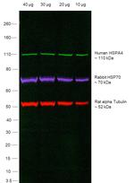 Human IgG (H+L) Secondary Antibody in Western Blot (WB)