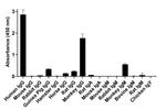 Human IgG (H+L) Secondary Antibody