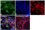 Human IgG (H+L) Secondary Antibody in Immunocytochemistry (ICC/IF)