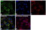 Human IgG (H+L) Secondary Antibody in Immunocytochemistry (ICC/IF)