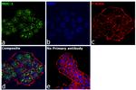 Human IgG (H+L) Secondary Antibody in Immunocytochemistry (ICC/IF)