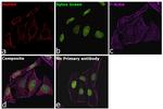 Goat IgG Secondary Antibody in Immunocytochemistry (ICC/IF)