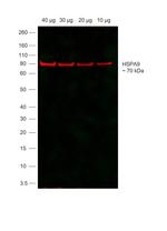 Goat IgG Secondary Antibody in Western Blot (WB)