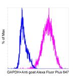 Goat IgG Secondary Antibody in Flow Cytometry (Flow)