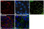 Mouse IgG Secondary Antibody in Immunocytochemistry (ICC/IF)