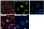 Mouse IgG Secondary Antibody in Immunocytochemistry (ICC/IF)