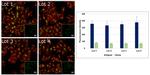 Mouse IgG Secondary Antibody in Immunocytochemistry (ICC/IF)