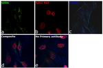 Mouse IgG Secondary Antibody in Immunocytochemistry (ICC/IF)